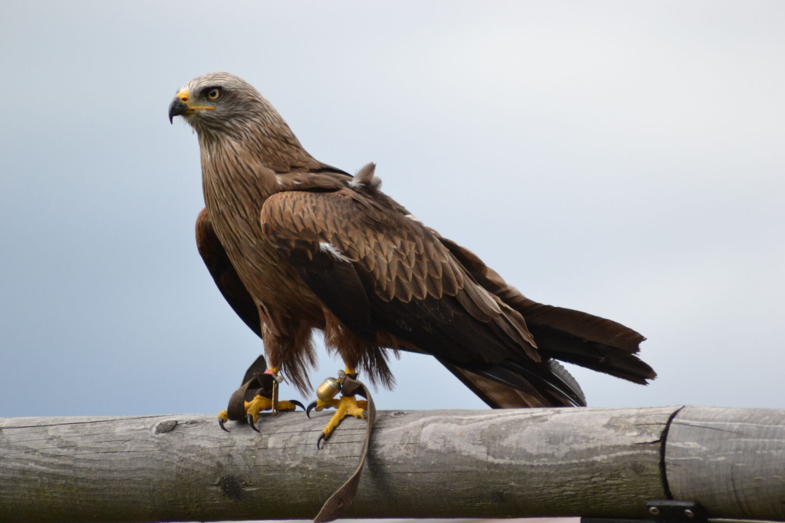 Nikon D3100 sample photo. Animal, park, bird, birds photography