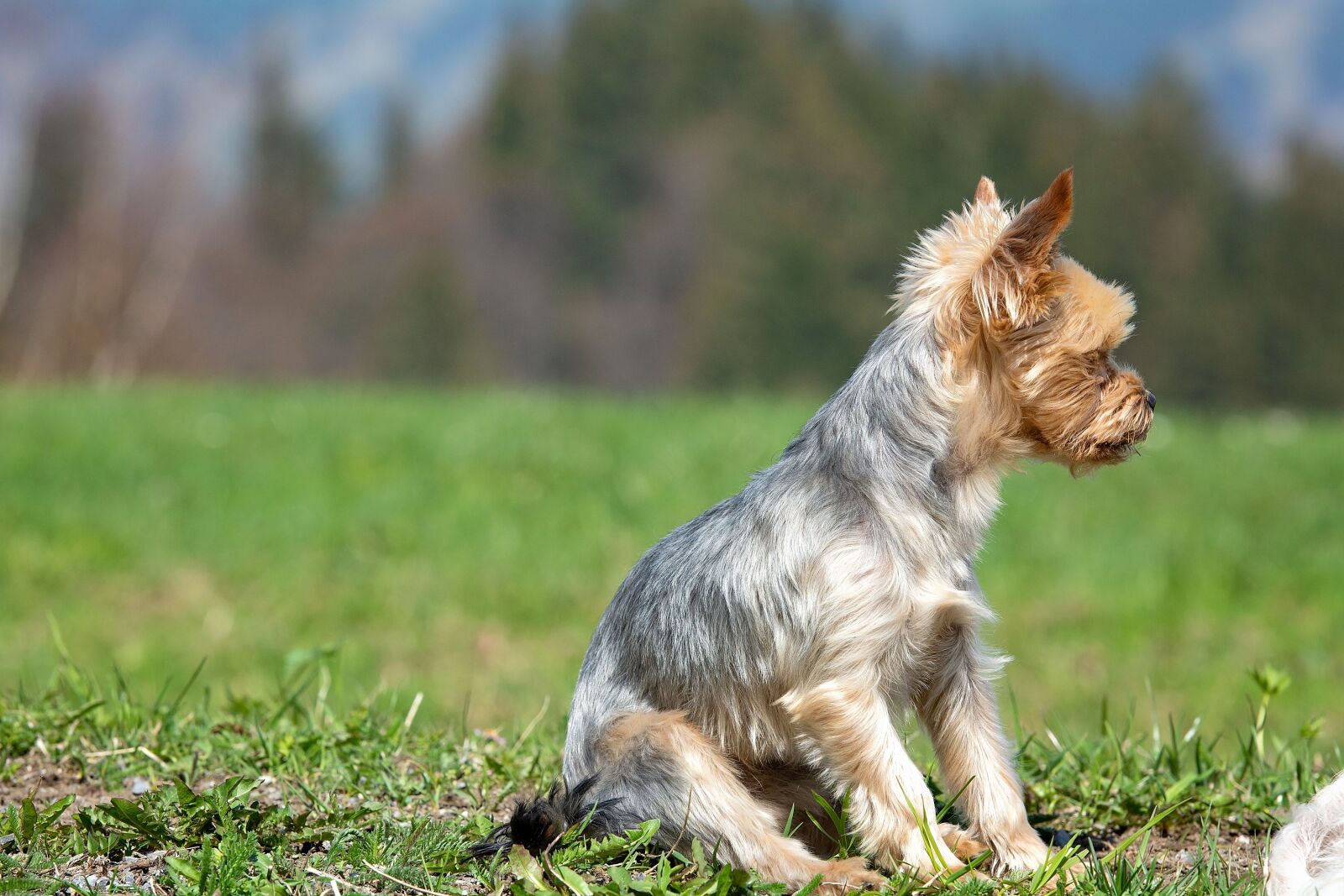 Nikon D7100 sample photo. Yorki, dog, out photography
