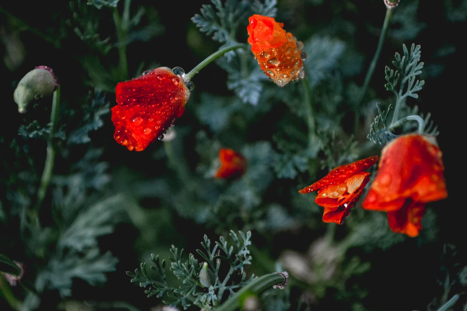 Nikon D3100 sample photo. Flowers, dew, flower photography