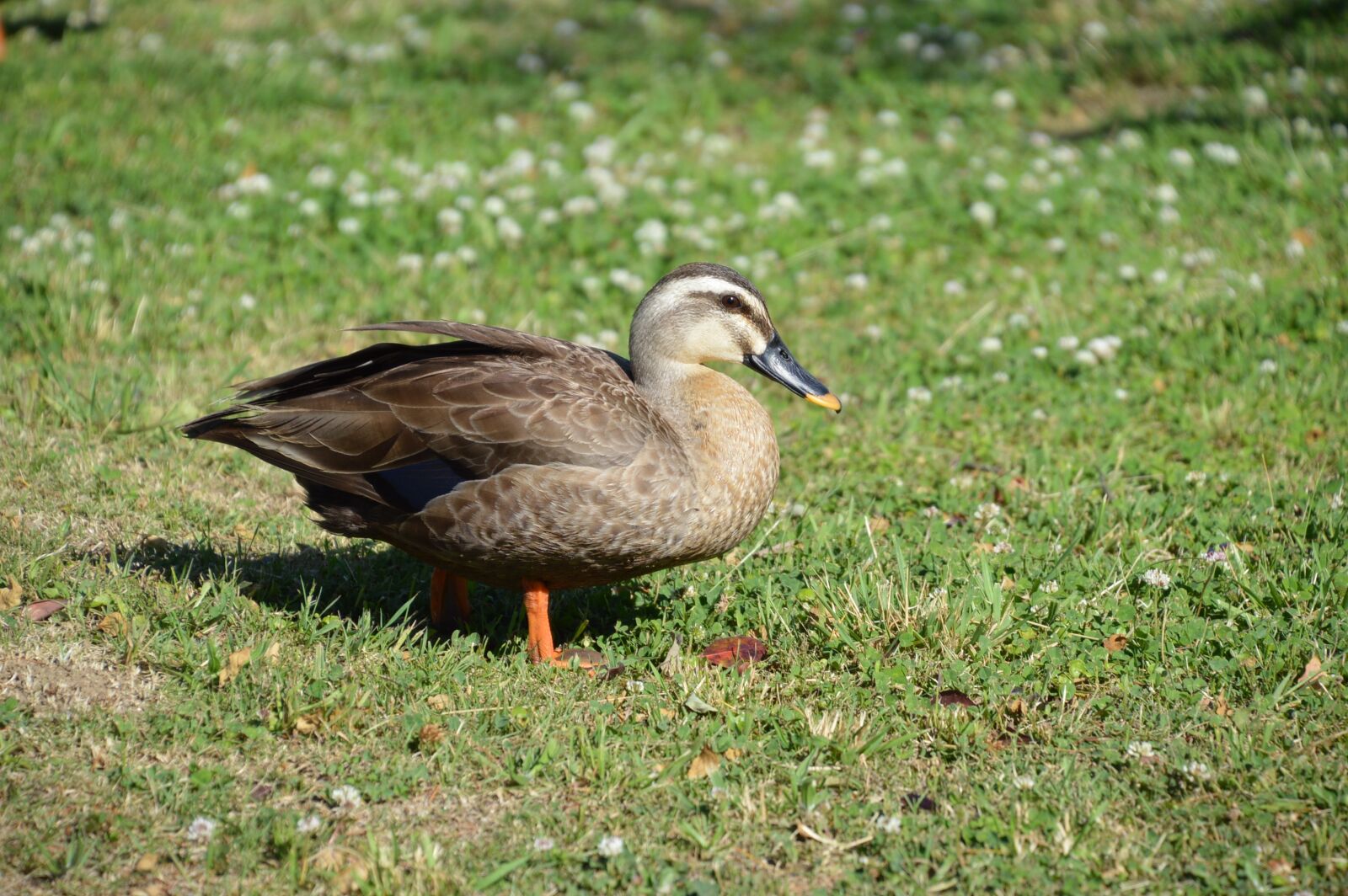 Nikon D3200 sample photo. Creatures, bird, duck photography