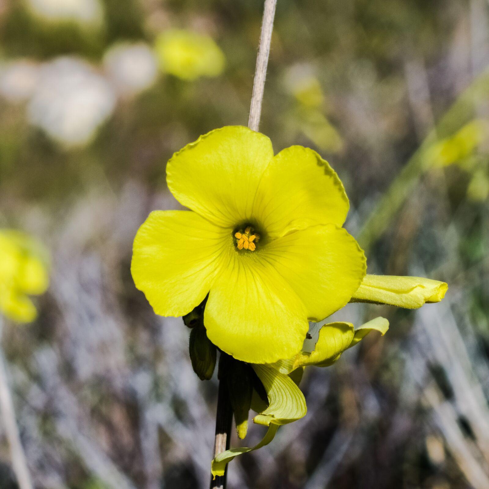 Nikon D3300 sample photo. Wildflower, yellow, nature photography