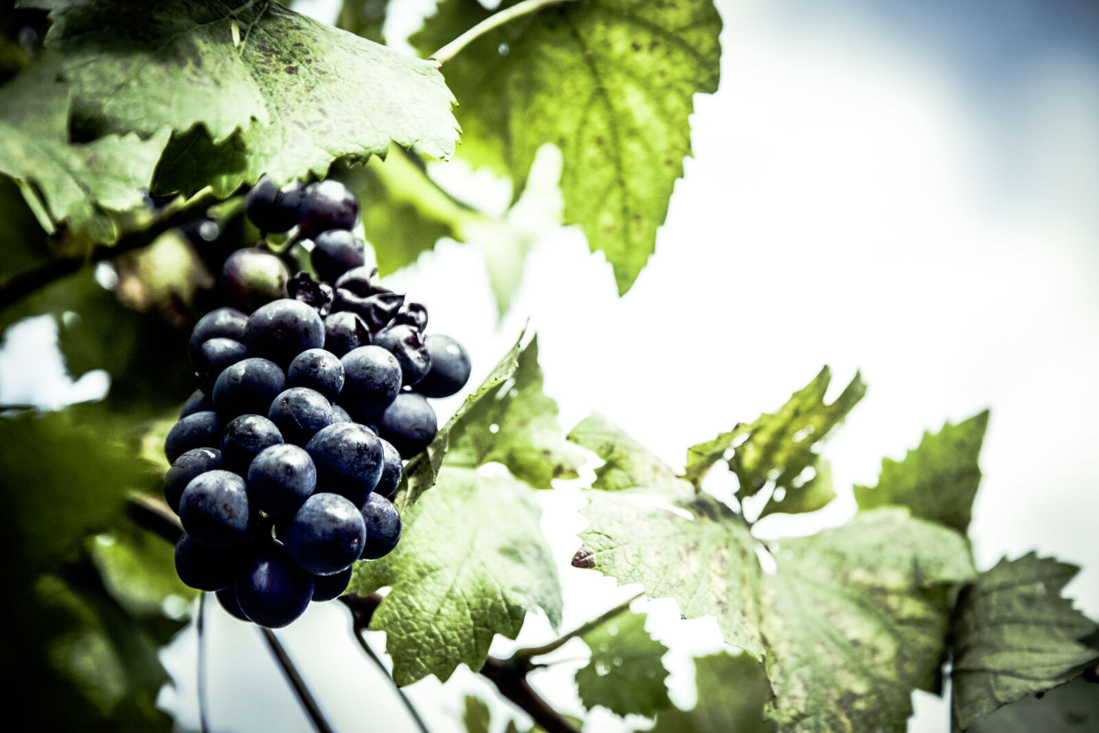 Canon EOS 5D + Canon EF 24-105mm F4L IS USM sample photo. Grapes, vineyard, fruit, berry photography