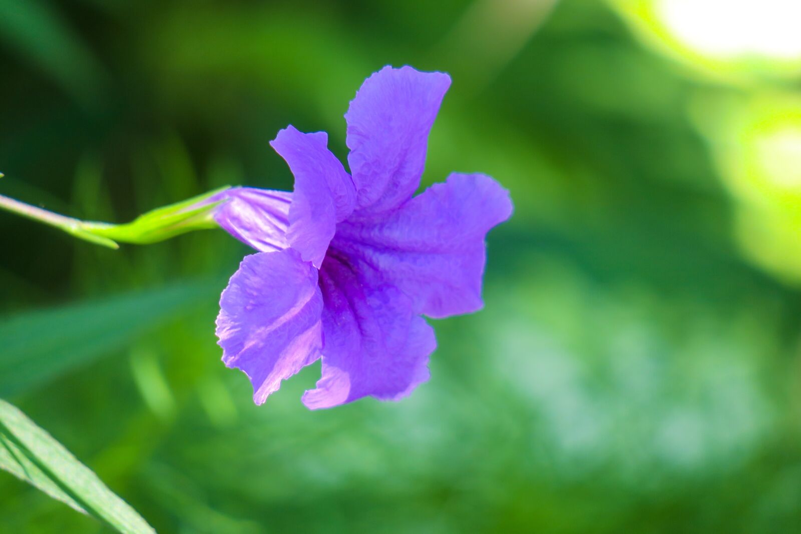 Canon PowerShot G3 X sample photo. Plant, nature, flower photography