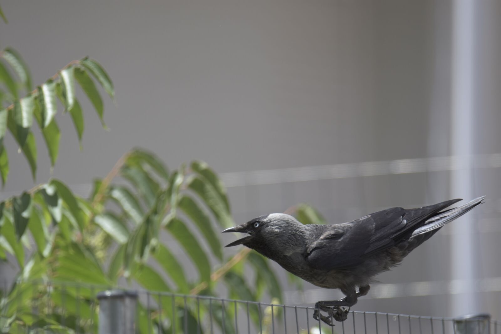 Nikon D7200 sample photo. Corvus cornix, play, bird photography