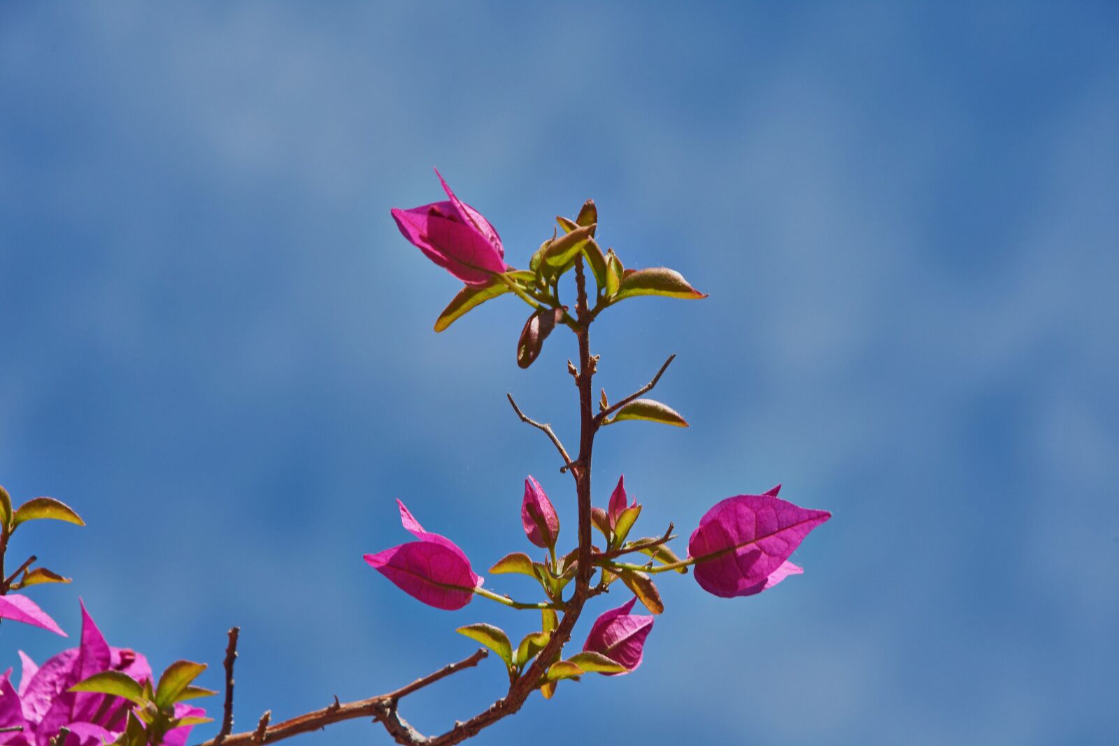 Nikon D7200 sample photo. Bougainvillea, garden, flower photography