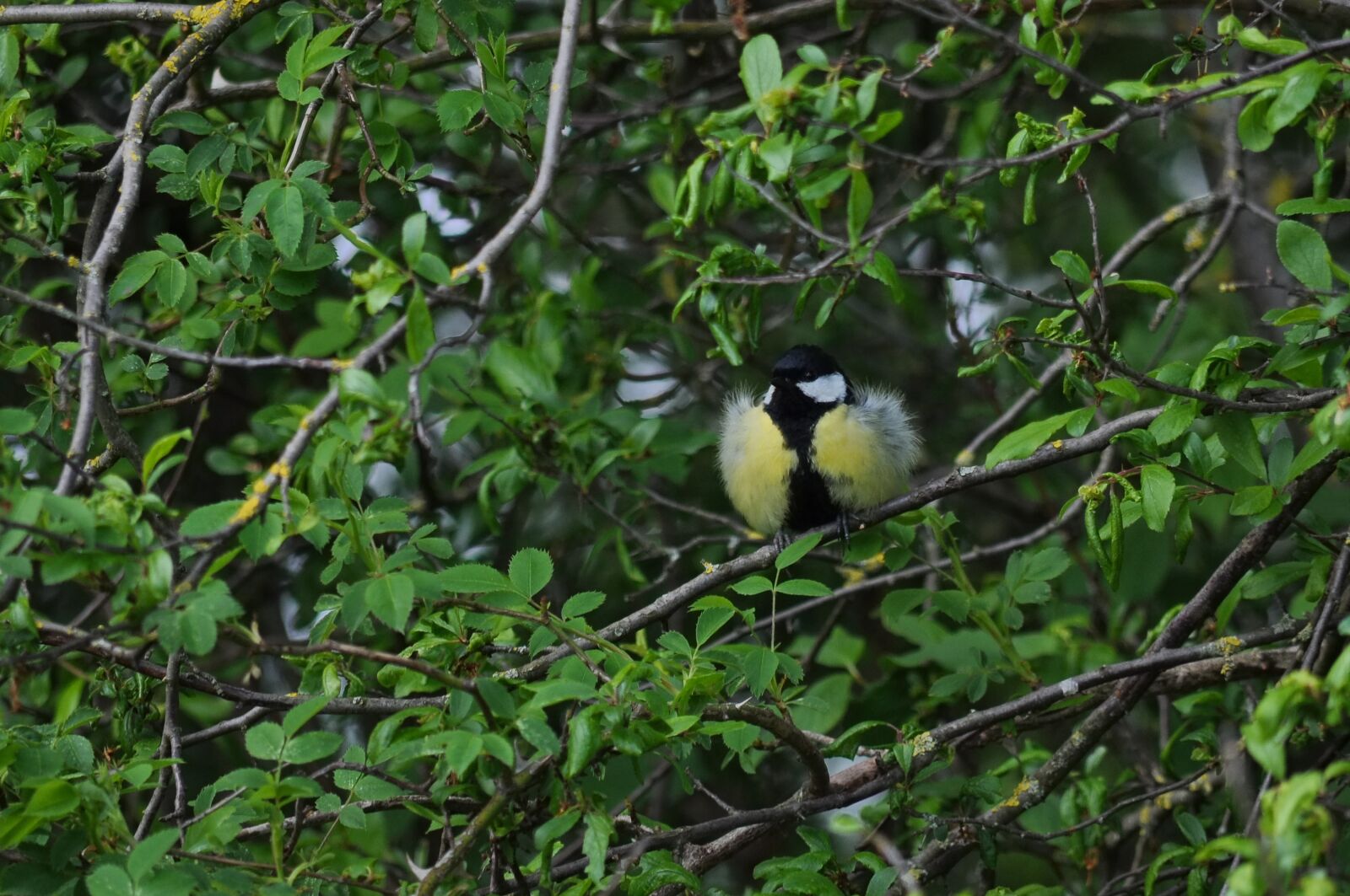 Nikon D90 sample photo. Tit, parus major, bird photography