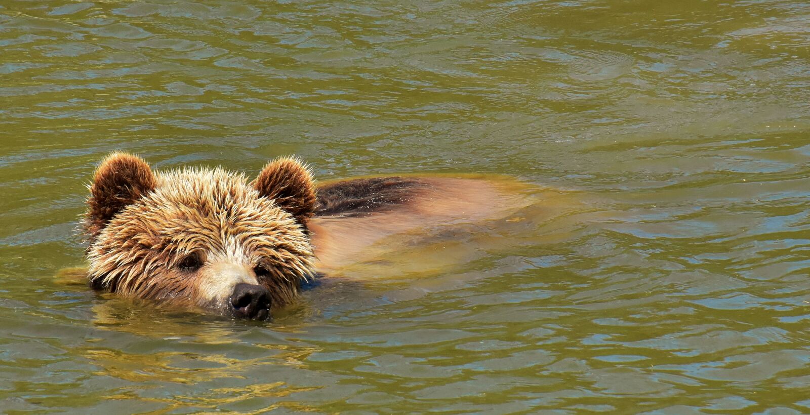 Nikon D7200 sample photo. European brown bear, brown photography