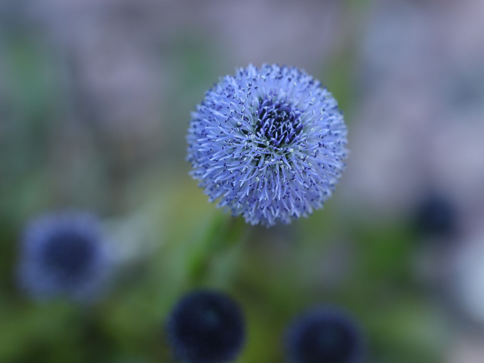 Canon EOS 77D (EOS 9000D / EOS 770D) sample photo. Flower, blue, macro photography
