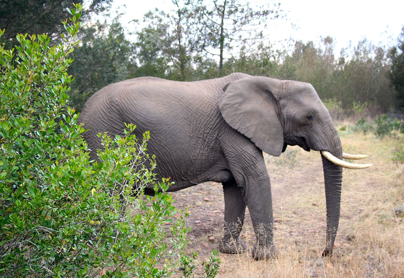 Canon EOS 1000D (EOS Digital Rebel XS / EOS Kiss F) sample photo. Elephant, mama, large photography