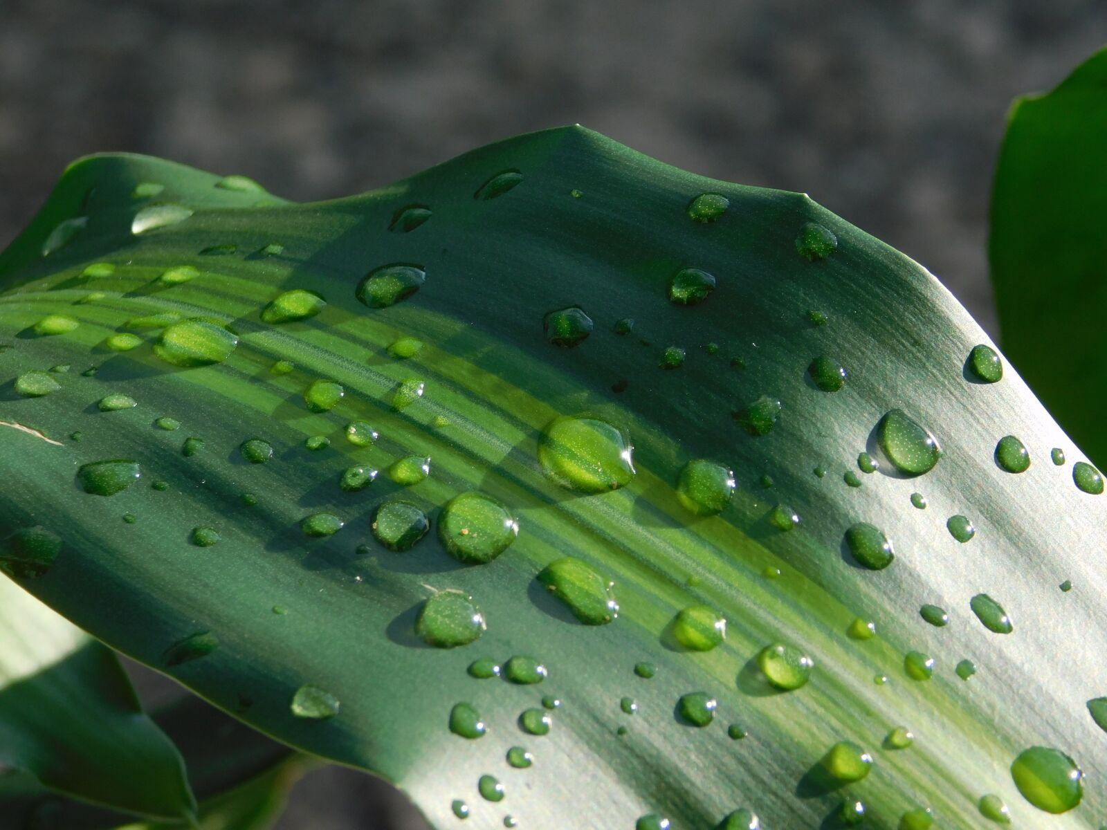 Nikon Coolpix B500 sample photo. Leaves, nature, green leaf photography