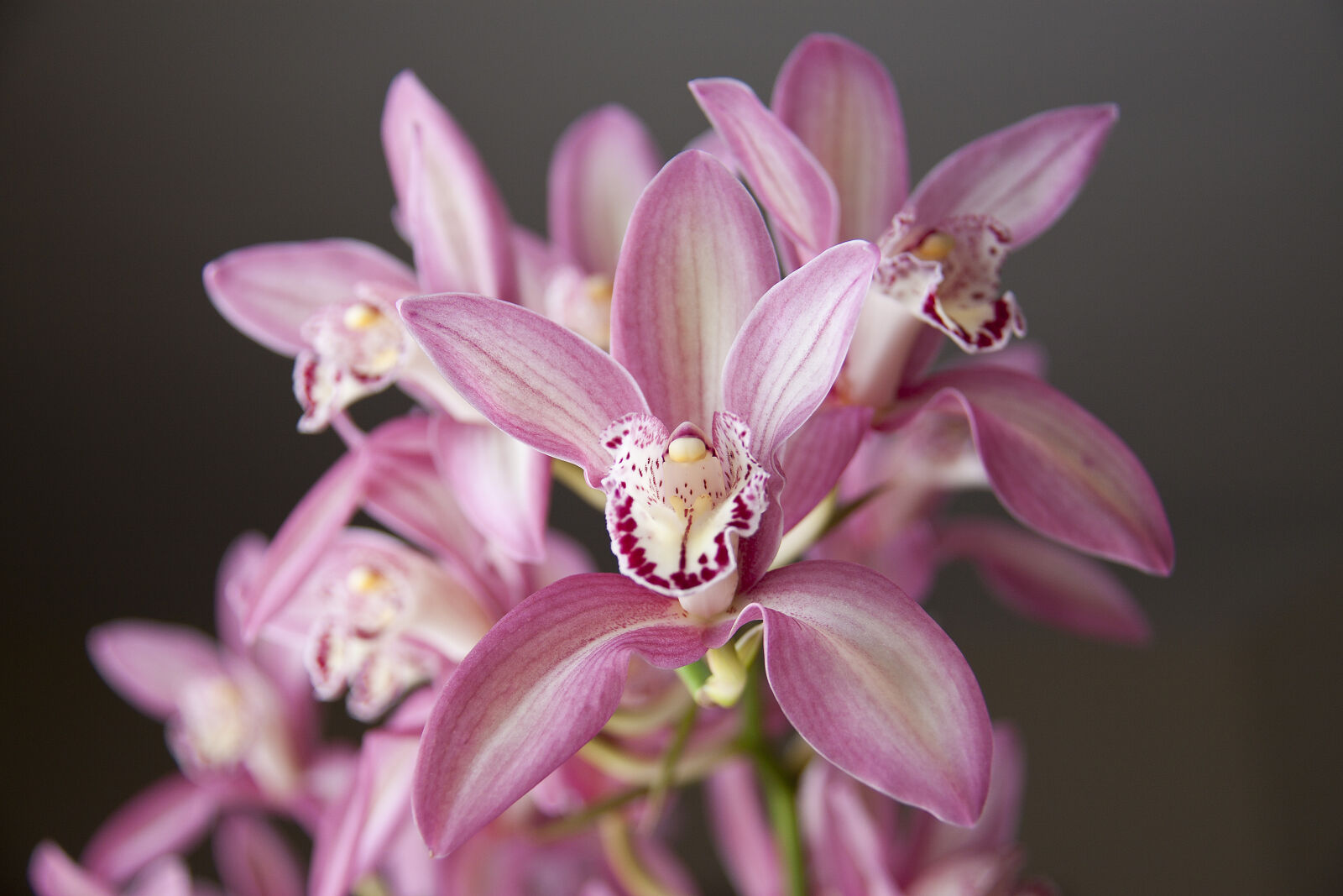 Canon EOS 50D + Canon EF-S 18-200mm F3.5-5.6 IS sample photo. Orchids photography