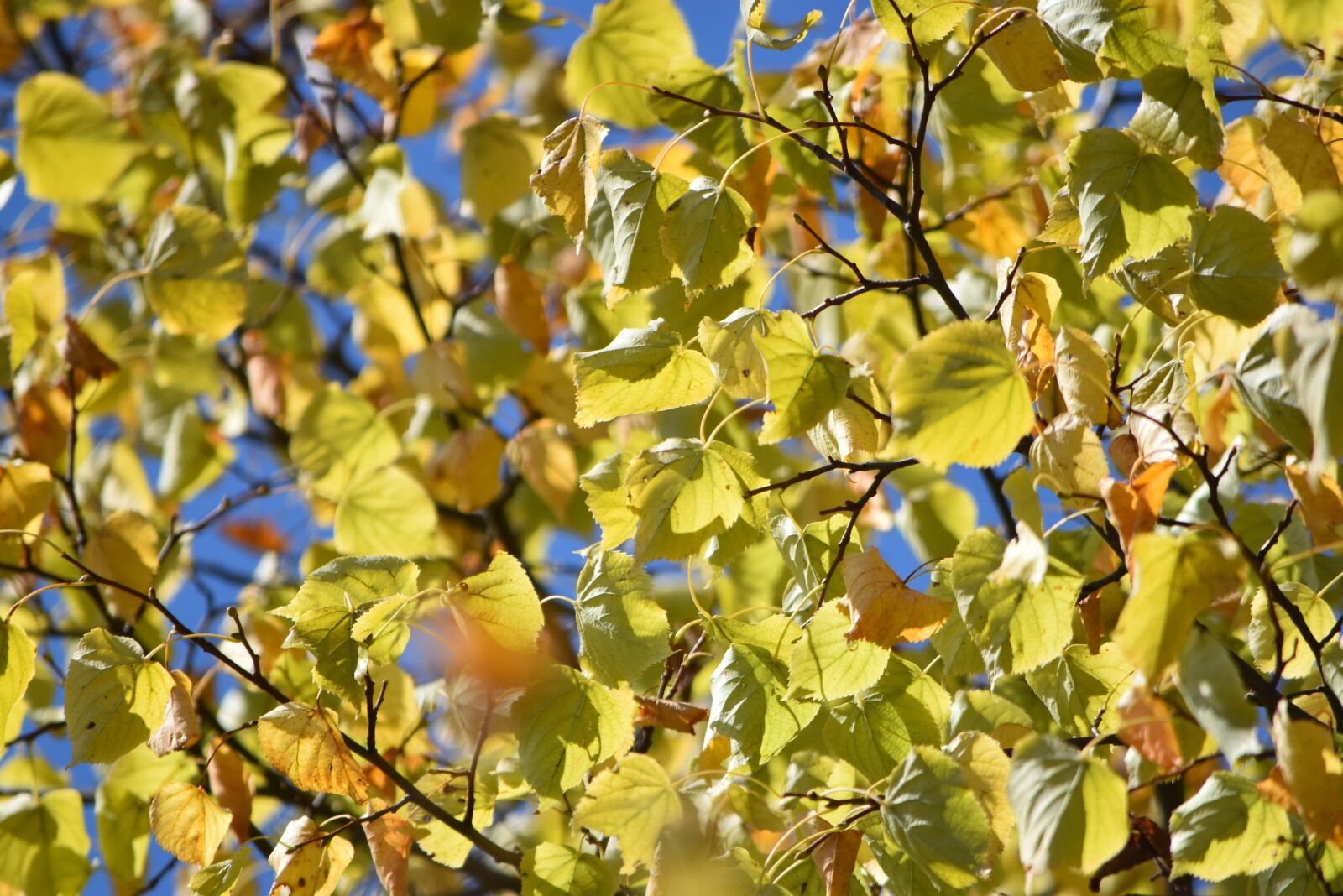 Nikon D5500 sample photo. Autumn, foliage yellow, green photography
