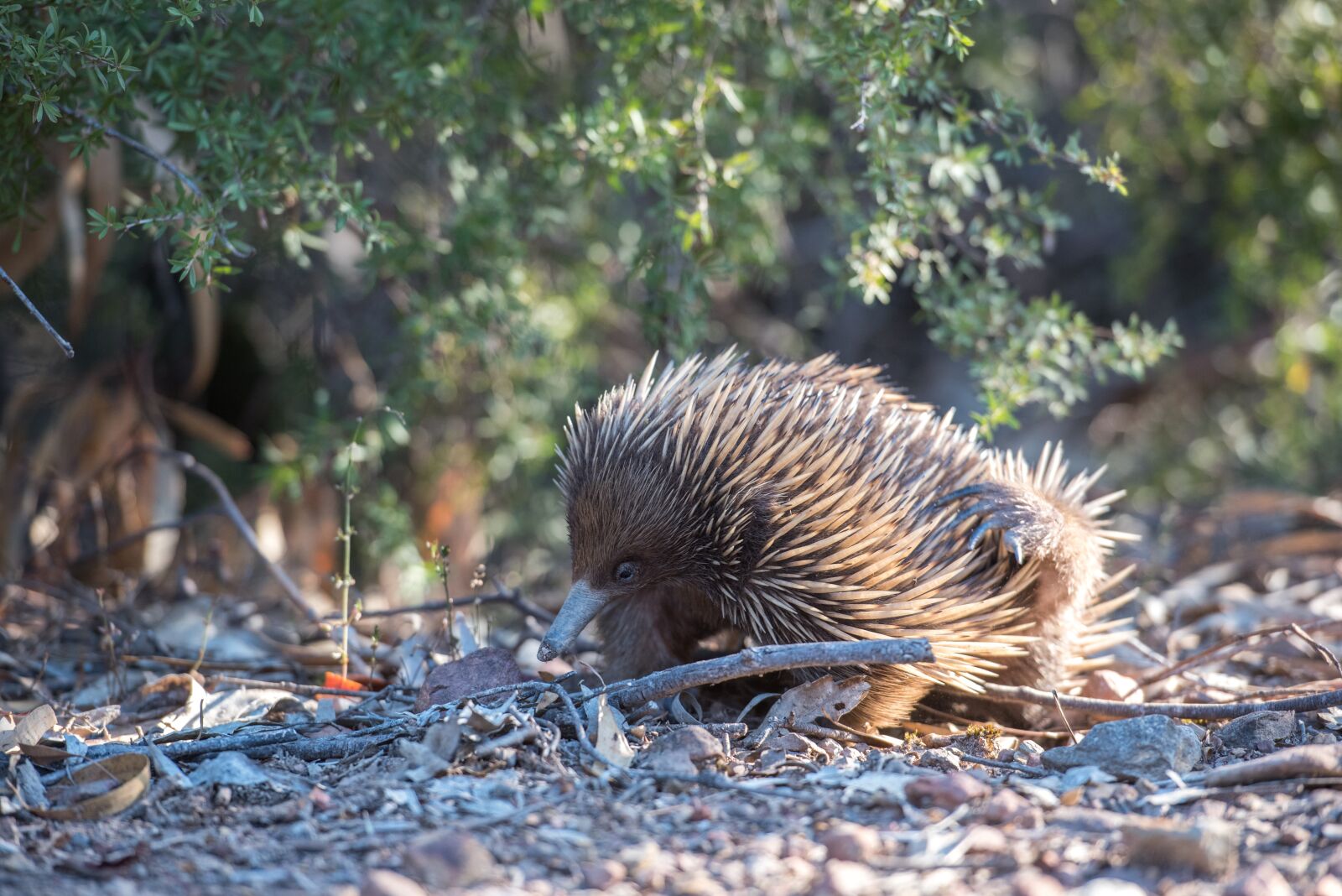 Nikon D750 sample photo. Echidna, monotreme, mammal photography