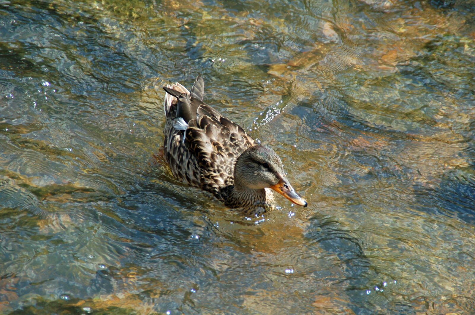 Nikon D50 sample photo. Duck, brown, female photography
