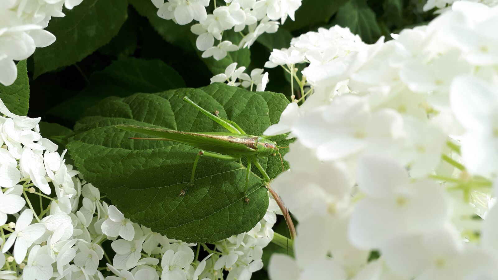 Samsung Galaxy A5(2017) sample photo. Grasshopper, garden, hydrangea photography