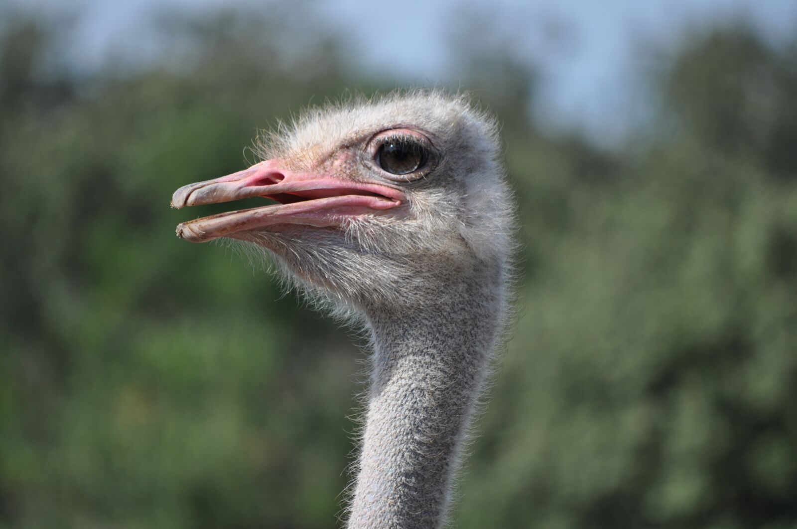 Nikon D5000 sample photo. Ostrich, animals, bird photography