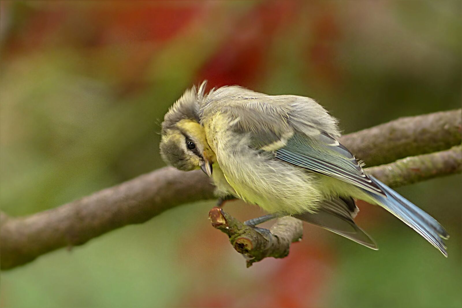 Panasonic Lumix DMC-FZ200 sample photo. Bird, tit, blue tit photography
