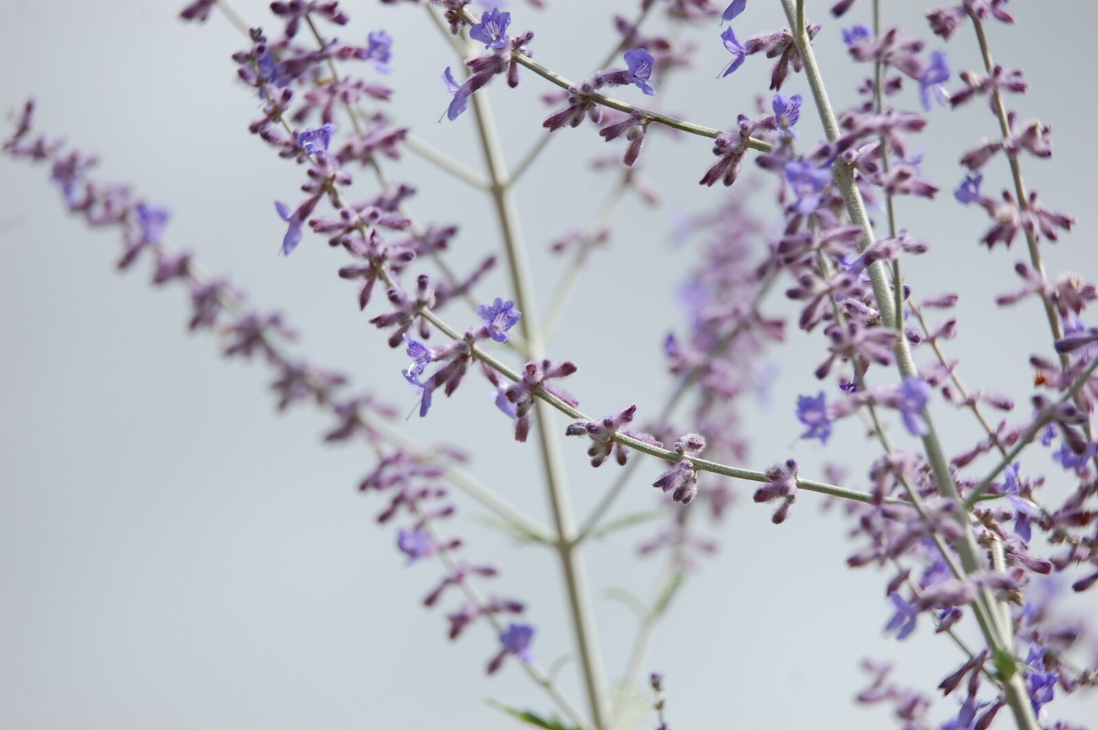 Nikon D40 sample photo. Nature, flower, blossom photography