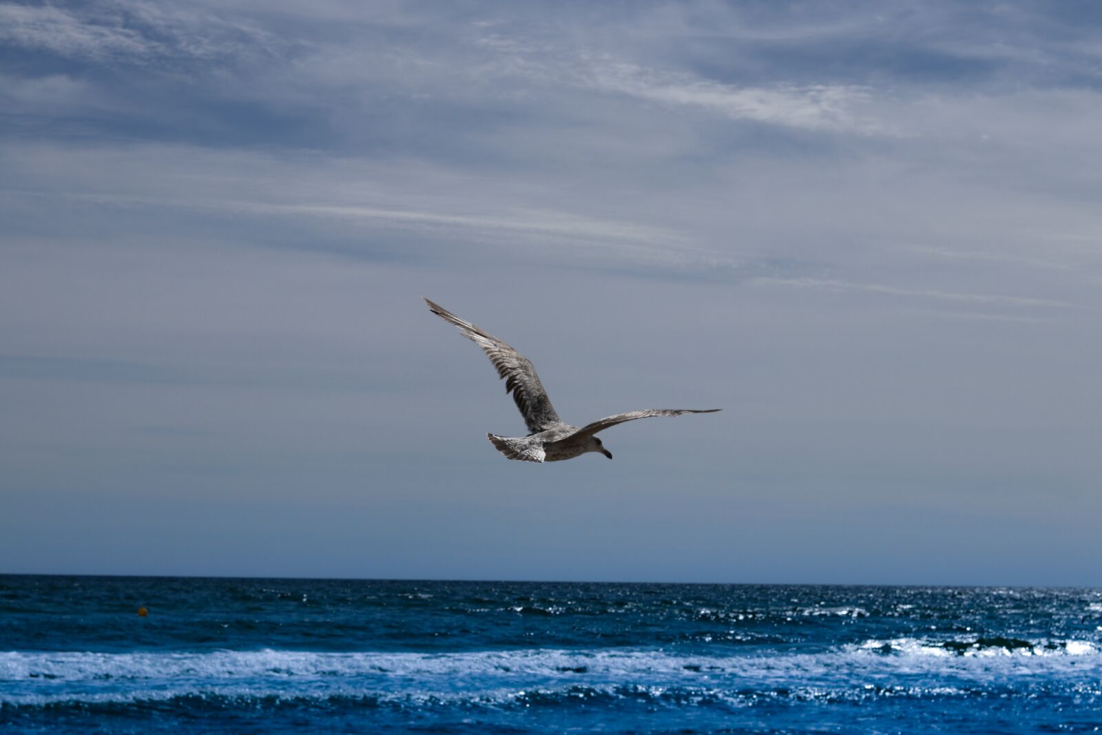 Canon EOS 80D sample photo. Seagull, flying, sea photography