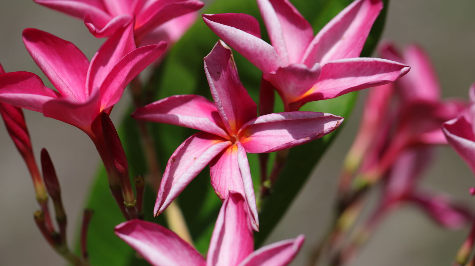 Canon EF 100mm F2.8L Macro IS USM sample photo