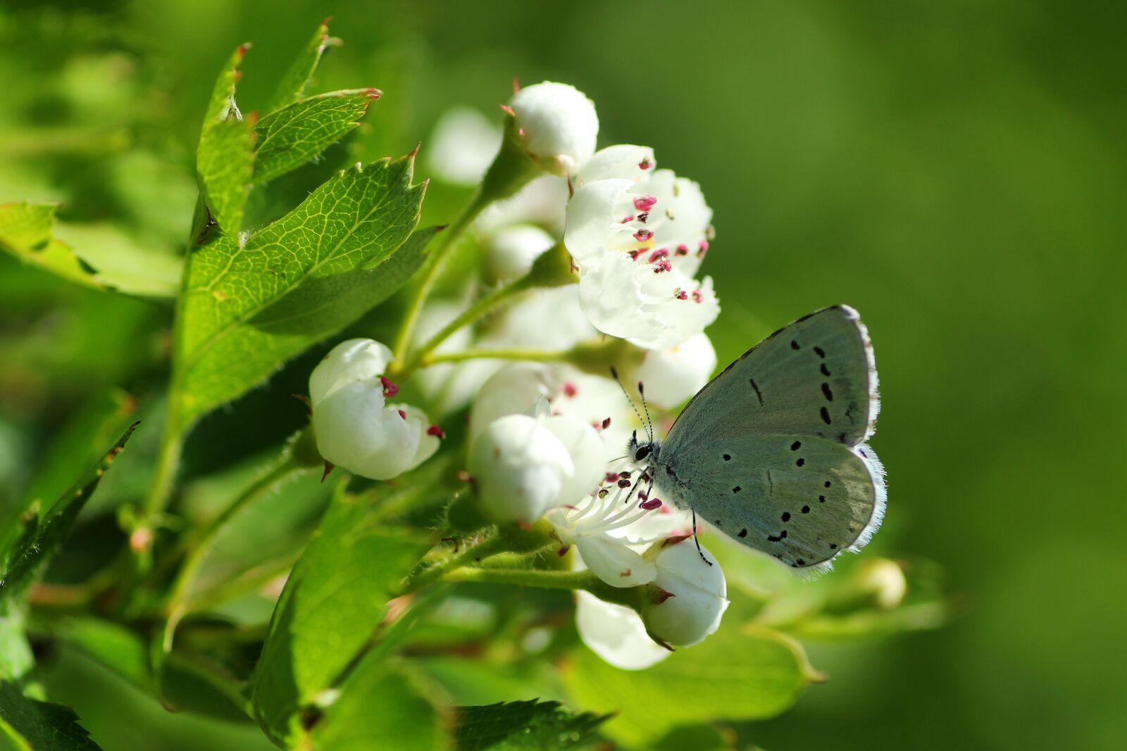 Tamron SP 90mm F2.8 Di VC USD 1:1 Macro sample photo. Common blue, butterfly, insect photography