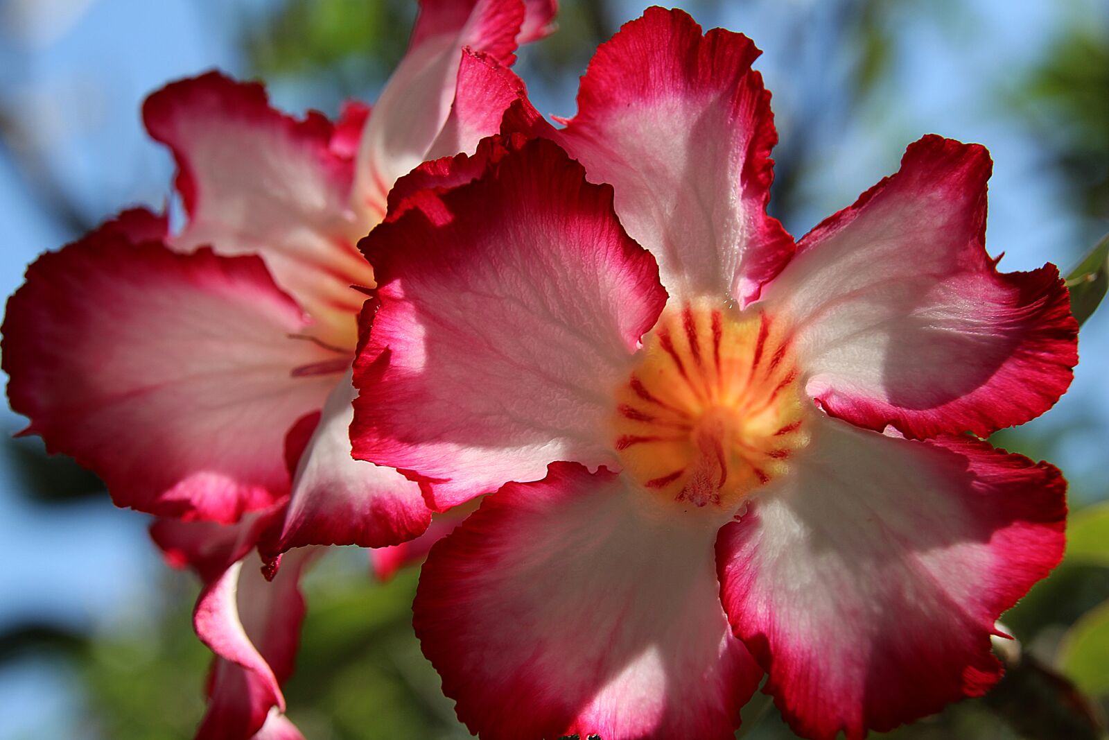 Canon EOS 700D (EOS Rebel T5i / EOS Kiss X7i) sample photo. Impala lily, lily, chalice photography