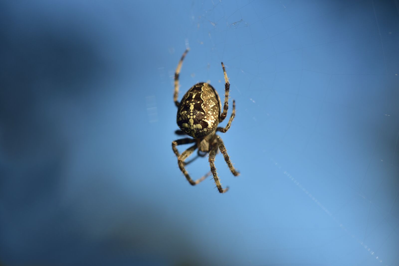 Nikon D750 sample photo. Spider, cobweb, arachnid photography