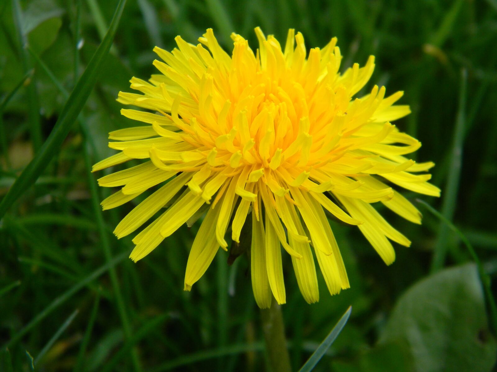 Nikon Coolpix L110 sample photo. Dandelion, april, nature photography