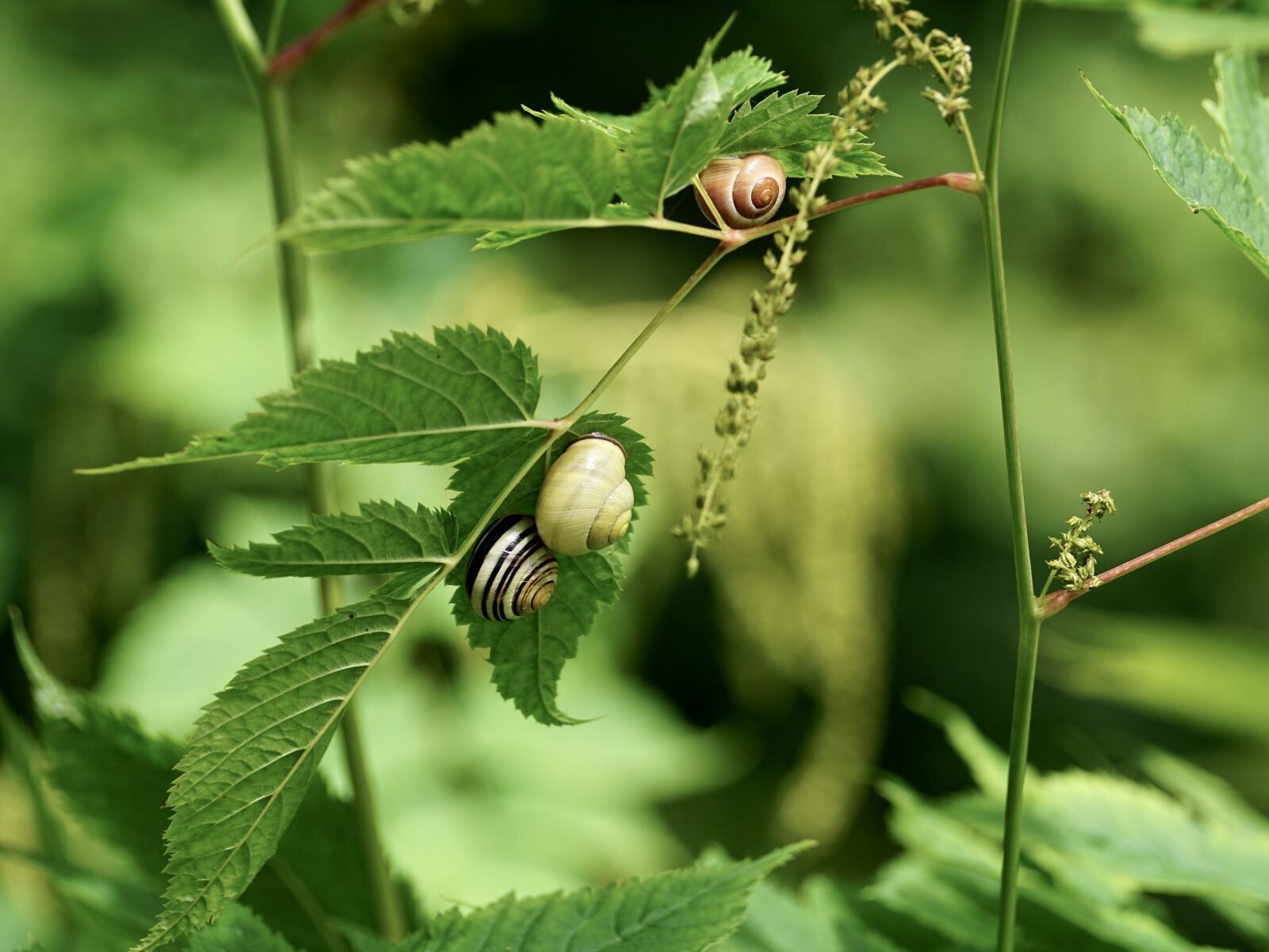 Sony DT 55-300mm F4.5-5.6 SAM sample photo. Snails, reptiles, mollusk photography