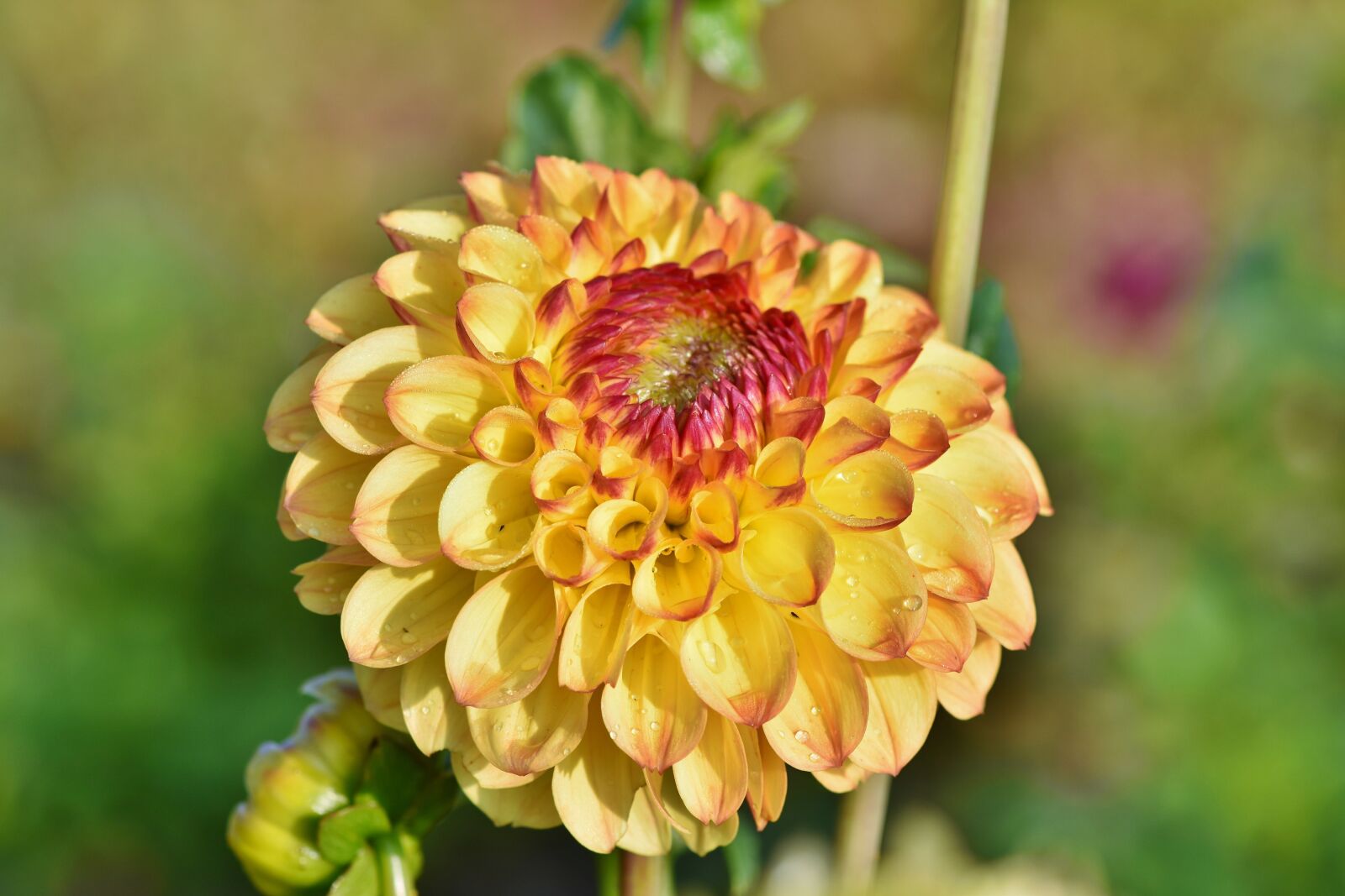 Nikon D7200 sample photo. Dahlia, dahlias bud, flower photography