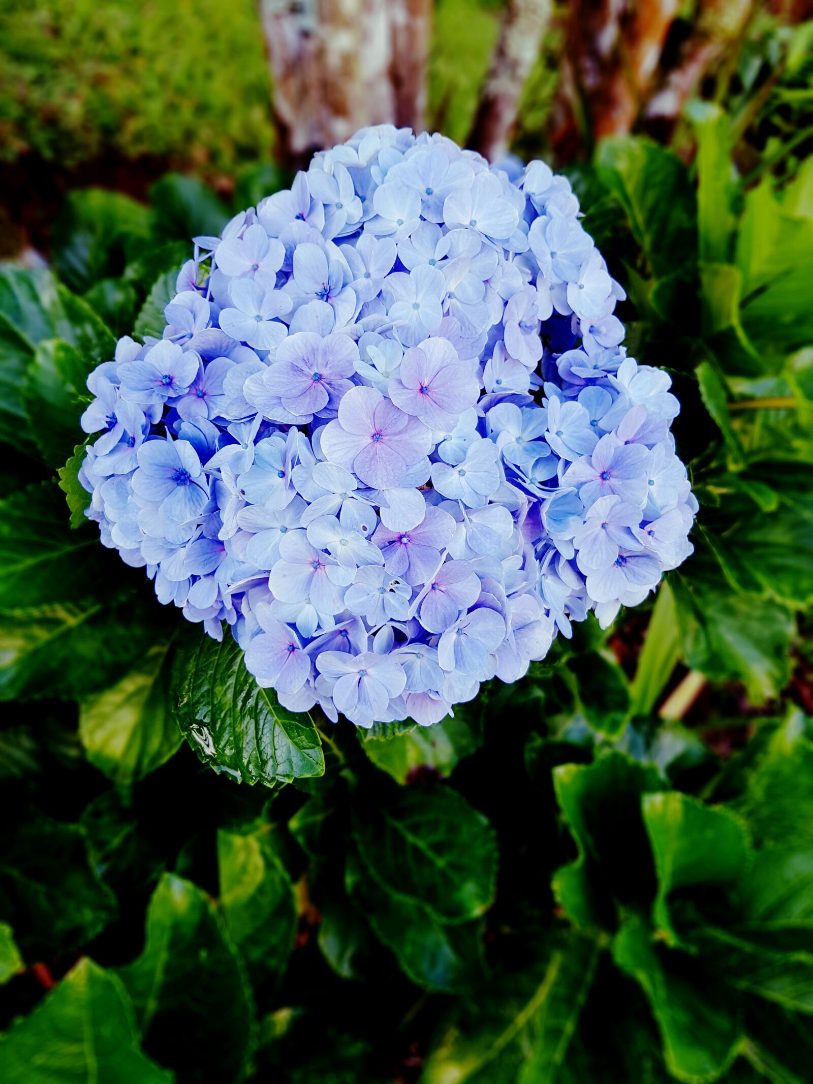 Samsung Galaxy S7 Edge sample photo