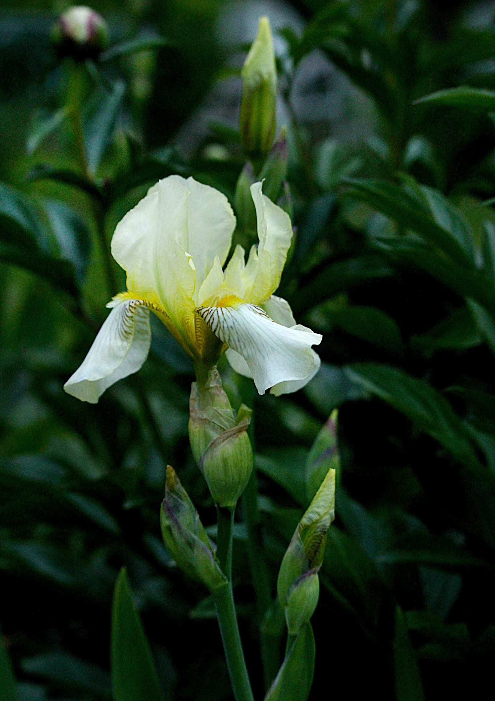 Canon EOS 1200D (EOS Rebel T5 / EOS Kiss X70 / EOS Hi) sample photo. Flower, petals, iris photography