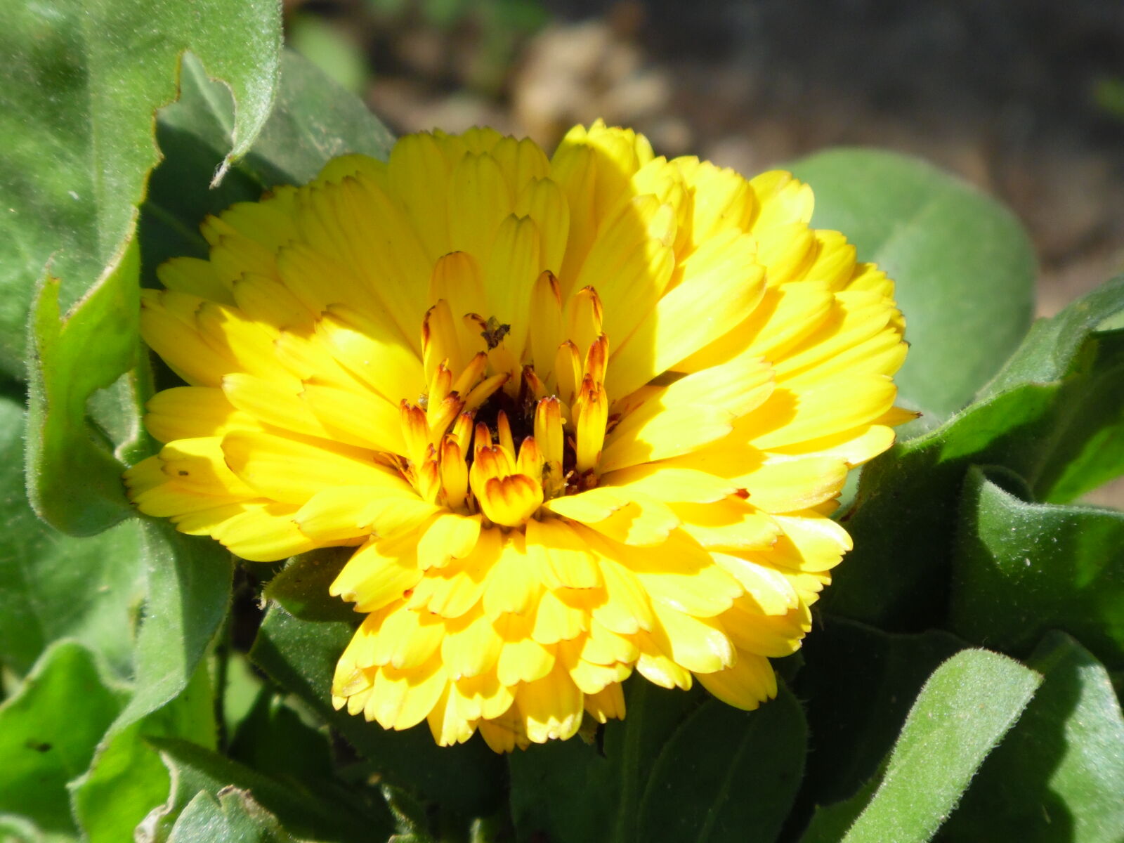 Samsung WB1100F/WB1101F/WB1102F sample photo
