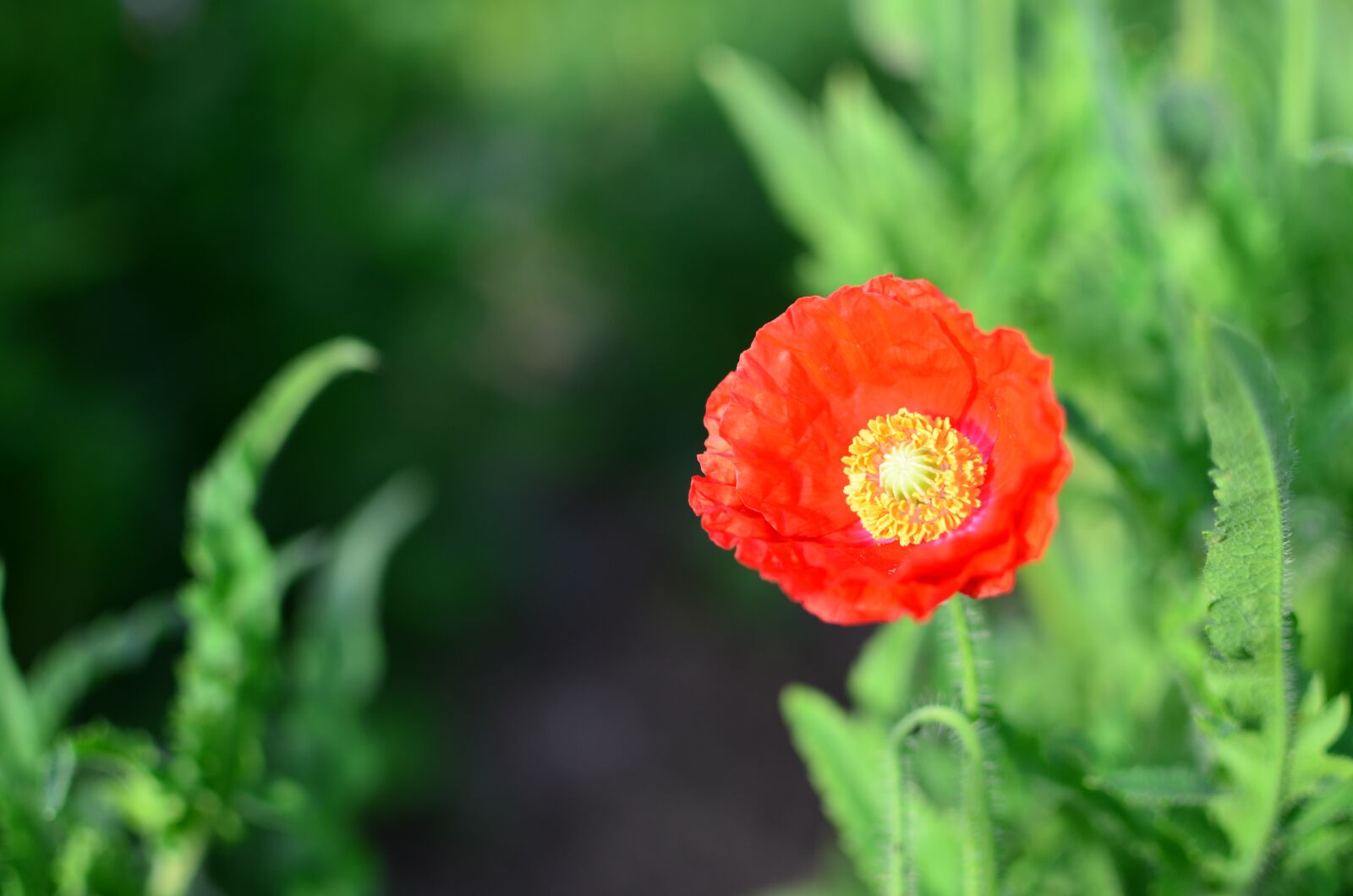 Nikon D5100 sample photo. Flowers, red, green photography