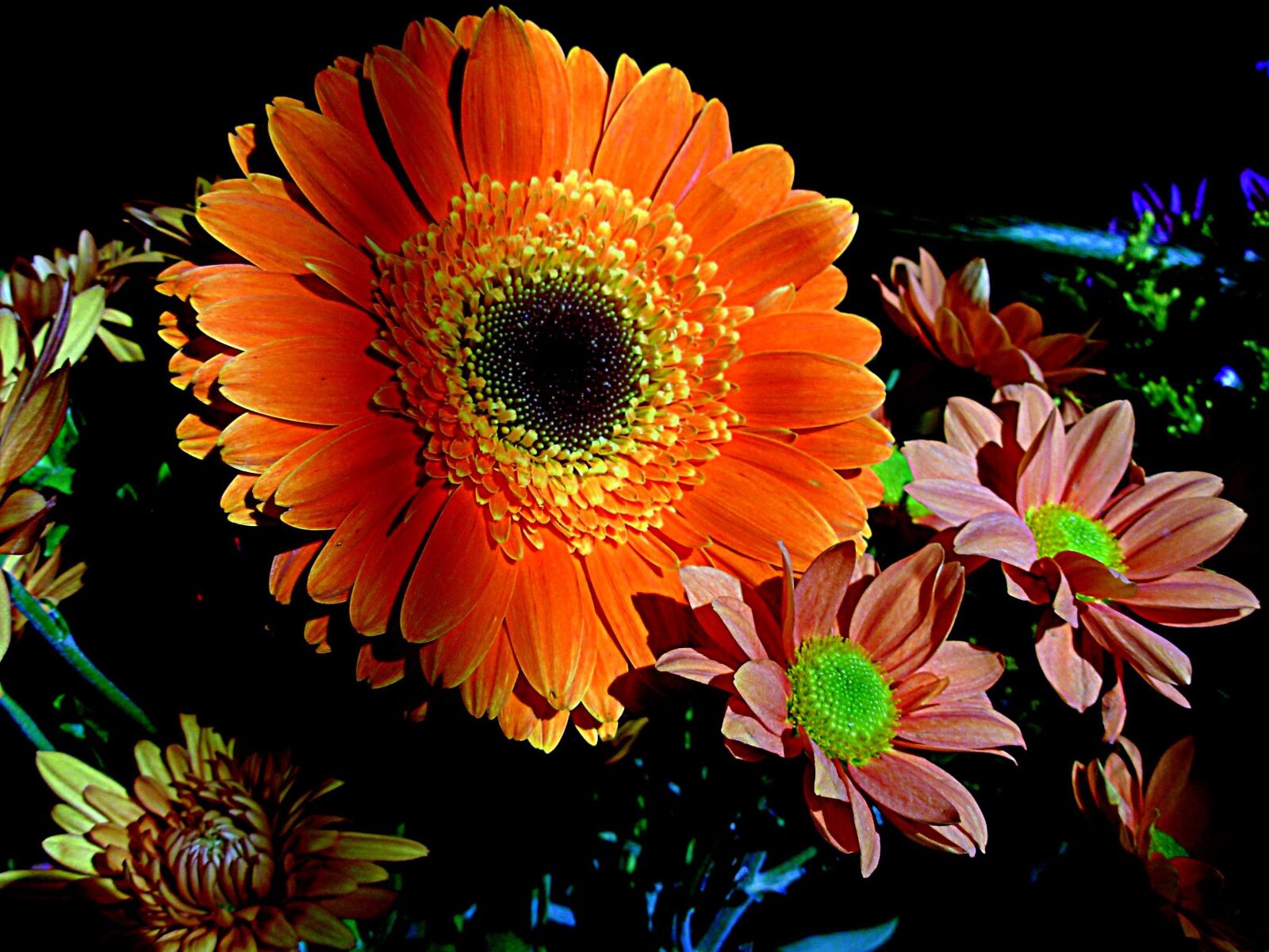 Nikon COOLPIX L1 sample photo. Petals, flower, orange photography
