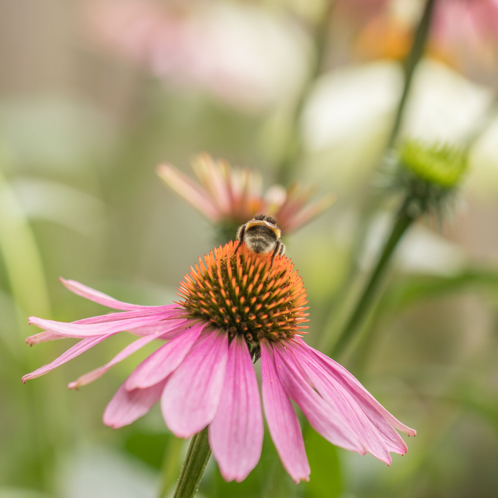 Canon EOS 80D + Canon EF 100mm F2.8L Macro IS USM sample photo. Bee, bloom, blossom, coneflower photography