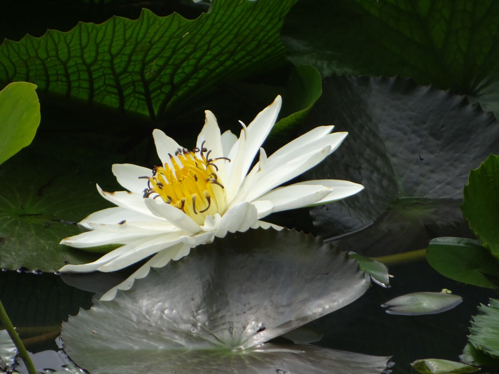 Sony Cyber-shot DSC-HX100V sample photo. Lotus, flower, pond photography