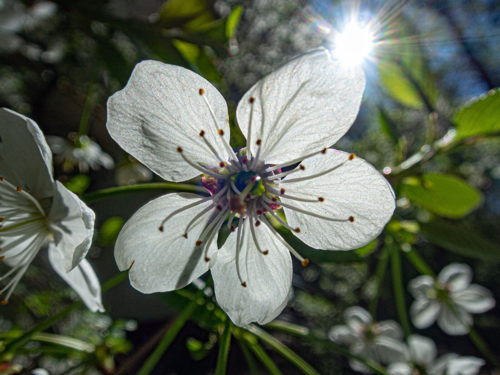 Nikon Coolpix P340 sample photo. Flower, sun, nature photography