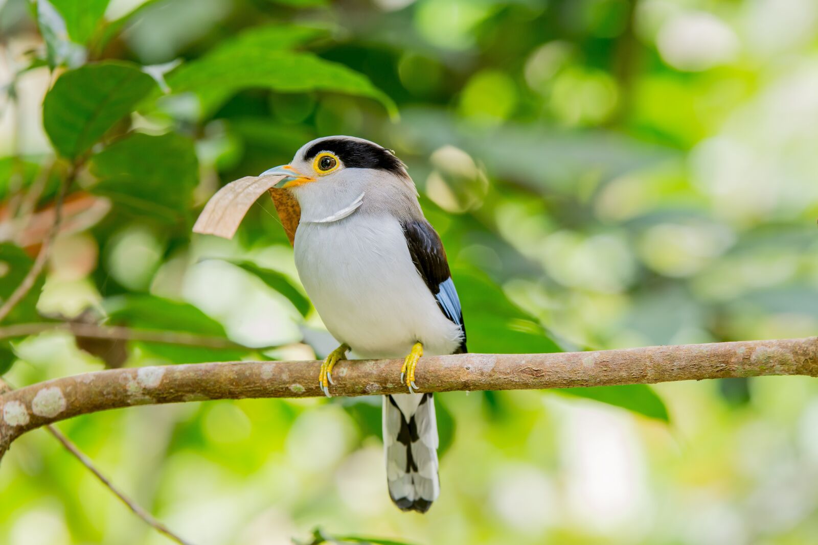 Nikon D7100 sample photo. Bird, malaysia birds, wide photography