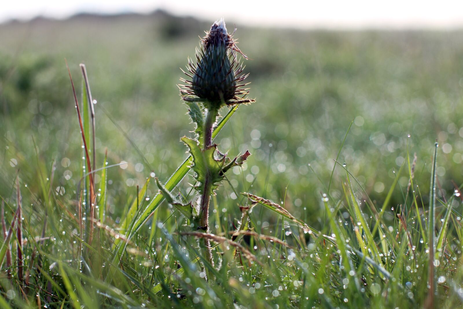 Canon EOS 600D (Rebel EOS T3i / EOS Kiss X5) + Canon EF 50mm F1.4 USM sample photo. Bud, thistle, thistle bud photography