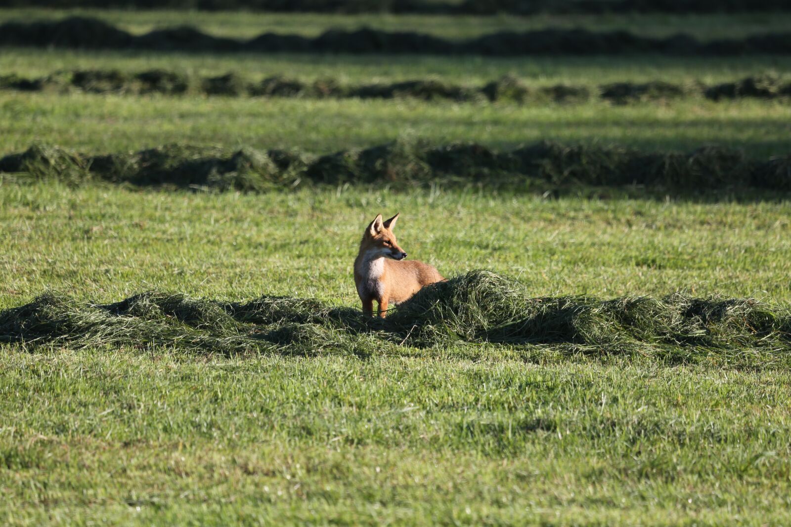 Canon EF 100-400mm F4.5-5.6L IS USM sample photo. Fuchs, meadow, nature photography