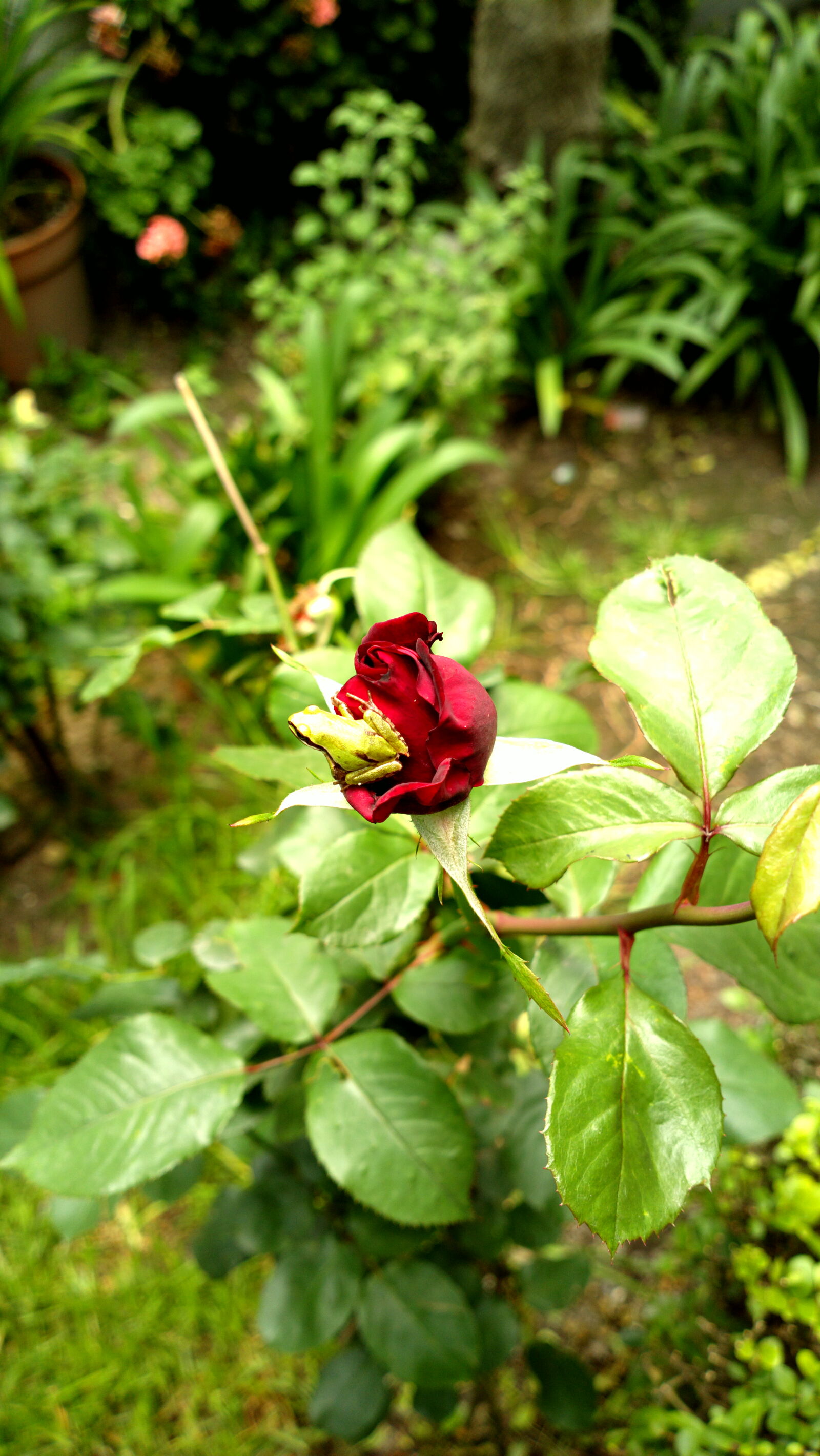 Nokia 808 PureView sample photo. Garden, flower, nature, red photography