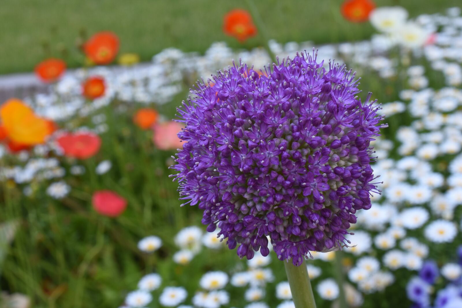 Nikon D7200 sample photo. Rose, affix, orange photography