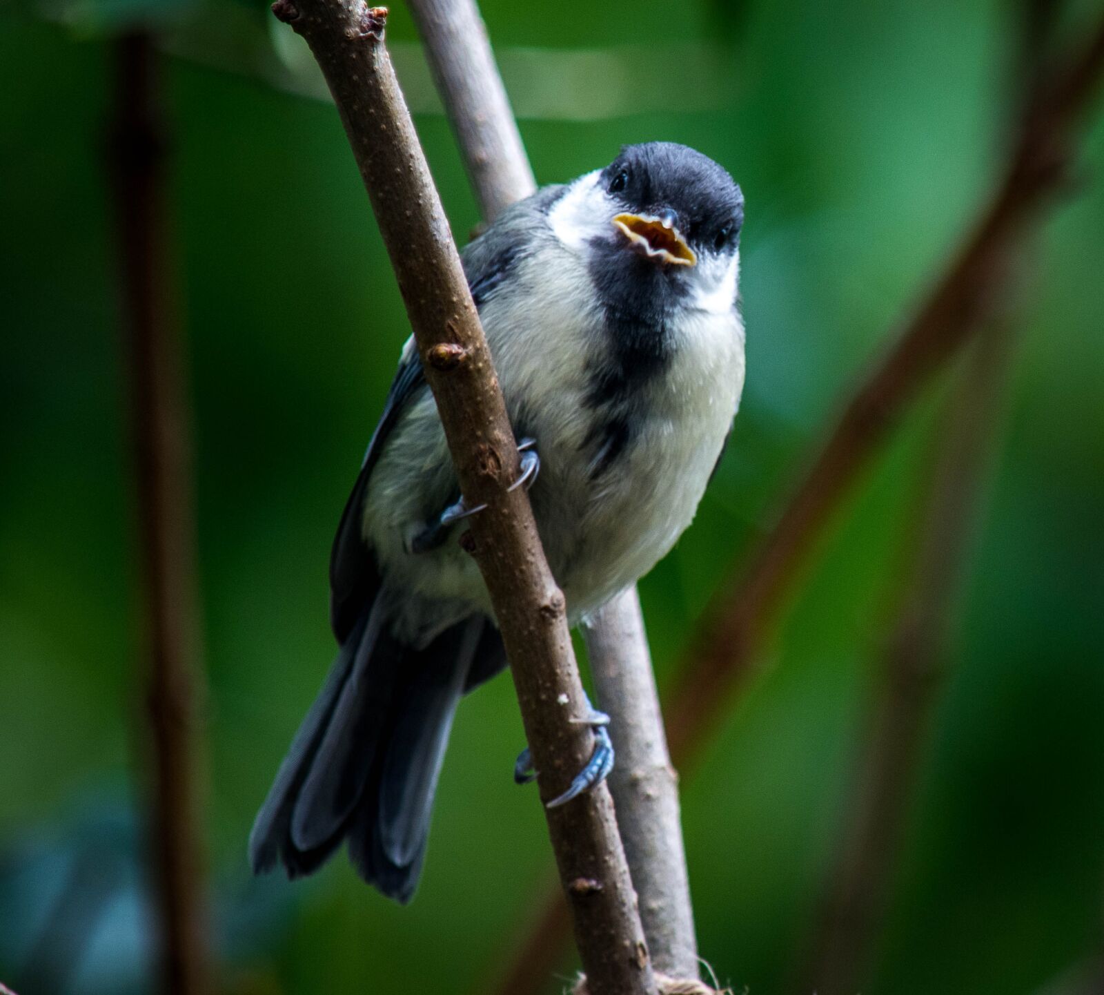 Nikon D5600 sample photo. Nature, birds, plumage photography