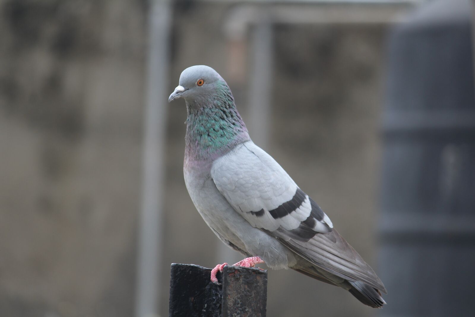 Canon EOS 1200D (EOS Rebel T5 / EOS Kiss X70 / EOS Hi) sample photo. Pigeon, bird, columba livia photography