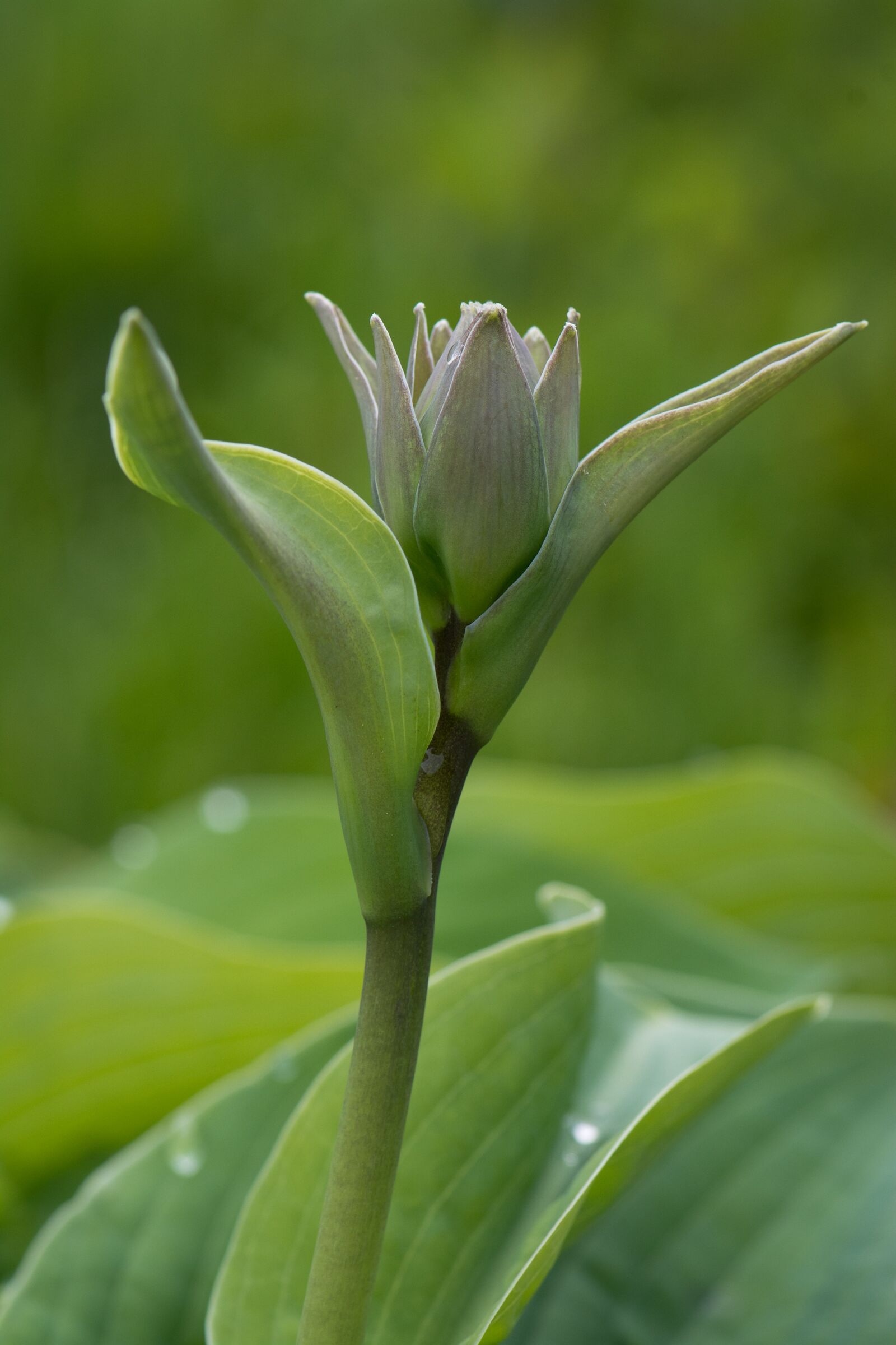 Nikon D7100 sample photo. Plantain lily, blossom, bloom photography