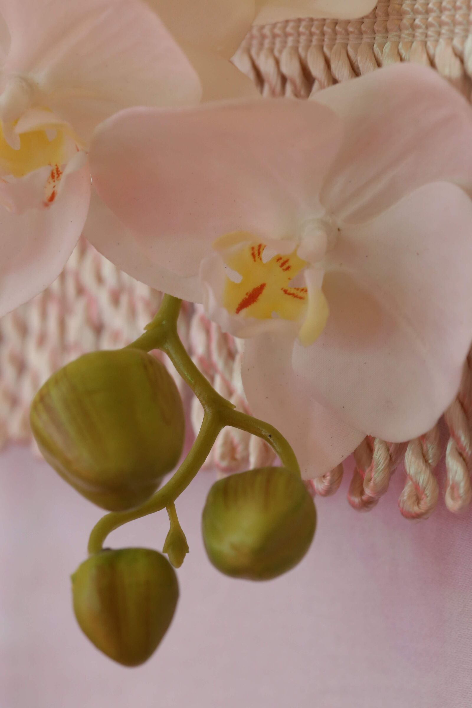 Canon EF 100mm F2.8 Macro USM sample photo. Orchid, white flower, close-up photography