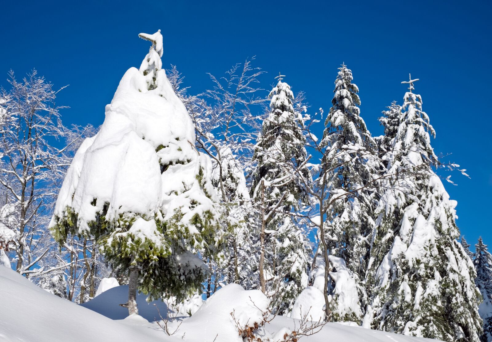 Fujifilm X-T10 + Fujifilm XF 35mm F1.4 R sample photo. Wintry, snow, firs photography
