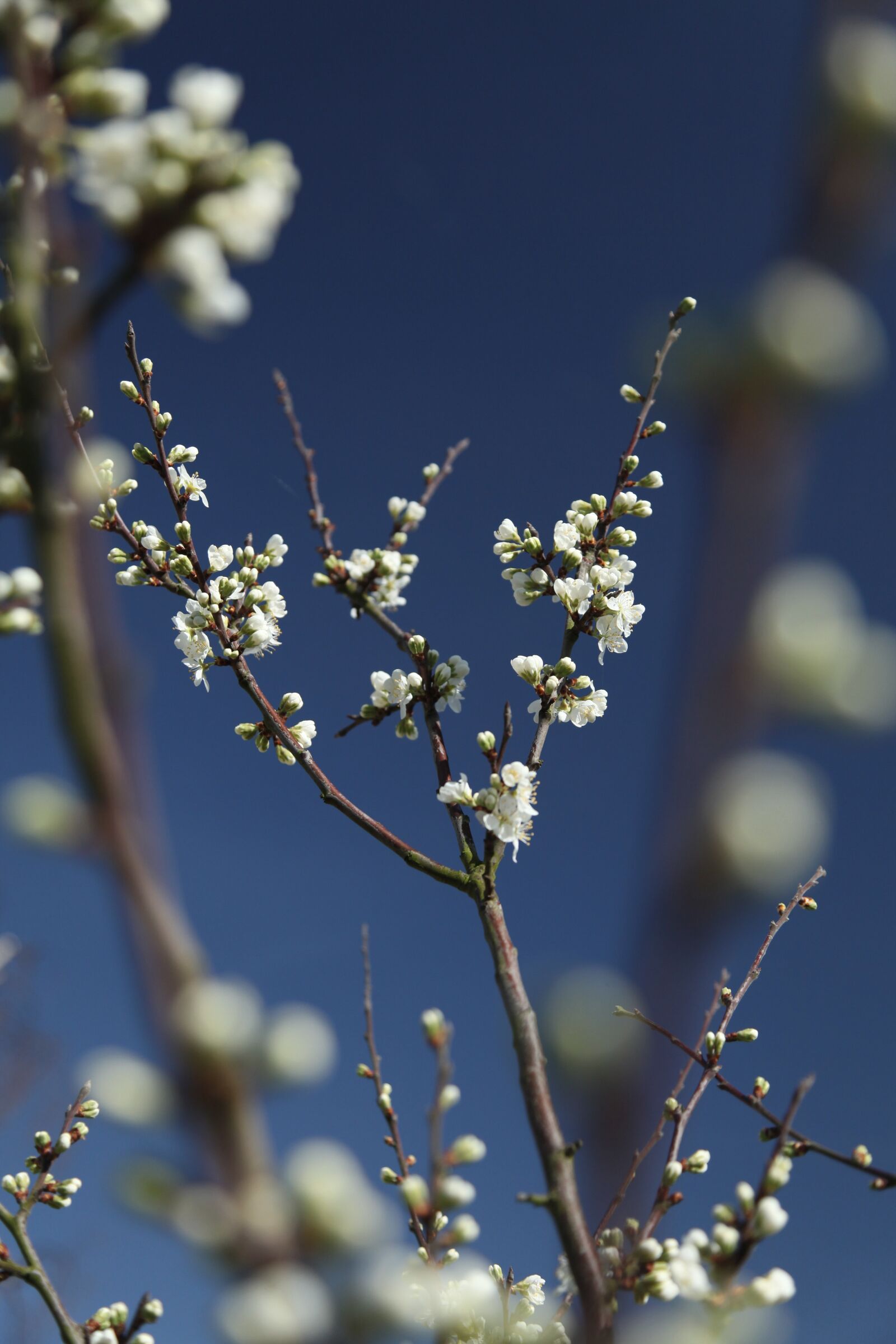 Canon EOS 5D Mark II sample photo. Spring, blossom, damson photography
