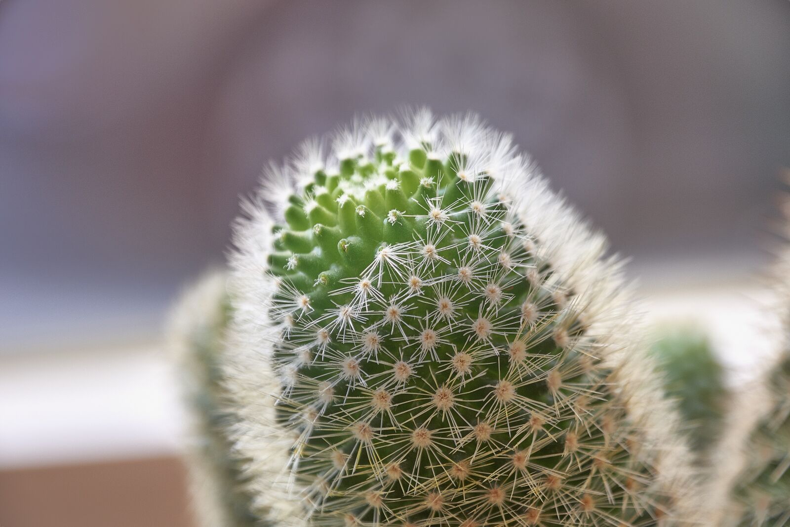 Nikon D7200 sample photo. Cactus, thorns, plant photography